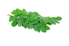 Moringa