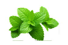 Mint