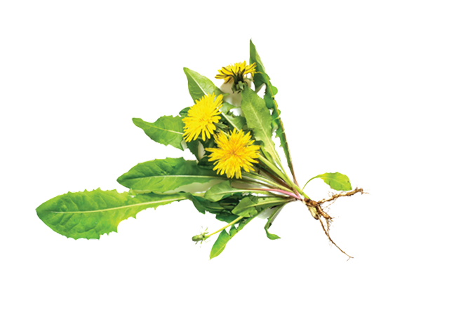 Dandelion Root