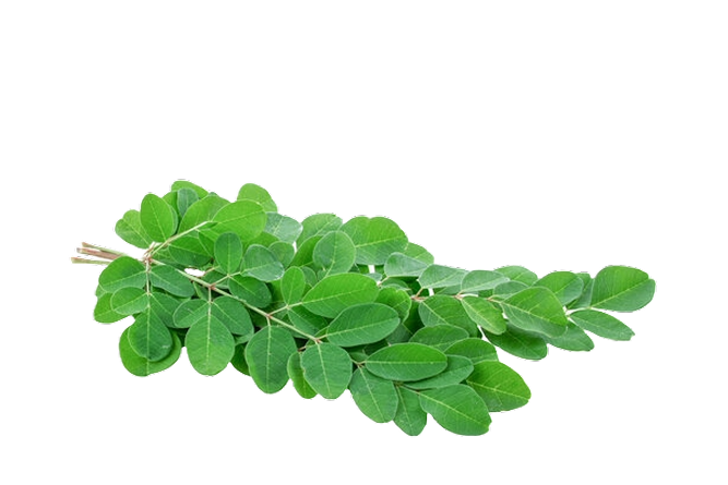 moringa